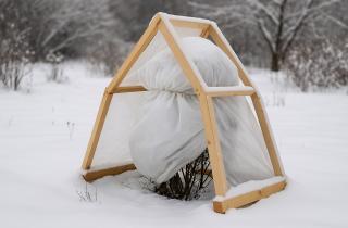 Стелющиеся хвойники страдают зимой из-за ледяной корки — эксперт Ольга Воронова