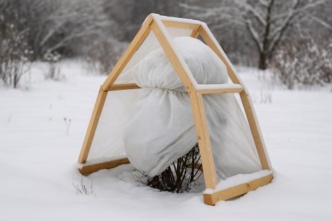 Стелющиеся хвойники страдают зимой из-за ледяной корки — эксперт Ольга Воронова