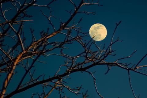 Кукурузная Луна взойдёт 7 сентября: NASA и Time and Date сообщили о фазе полнолуния