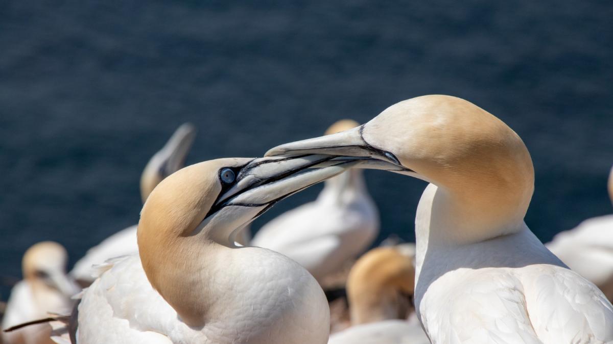 Две северные олуши