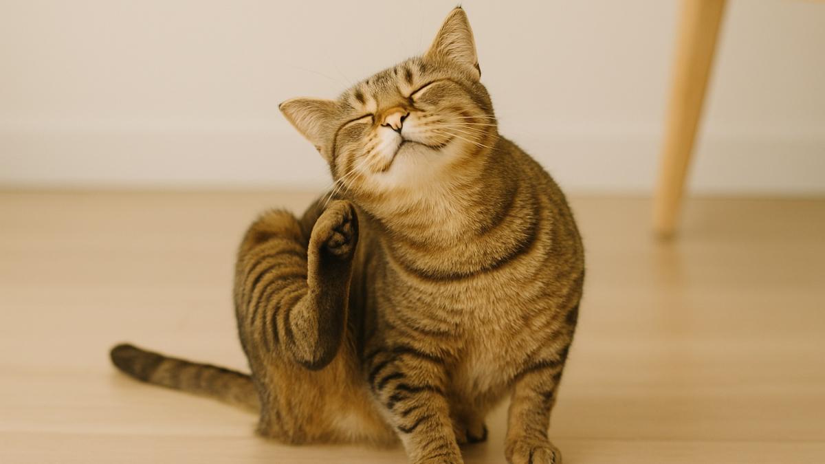 Кошка чешется Кошка чешется