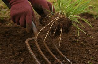 Разрыхление почвы улучшает рост растений и плодородие грунта — агроном Лариса Головина