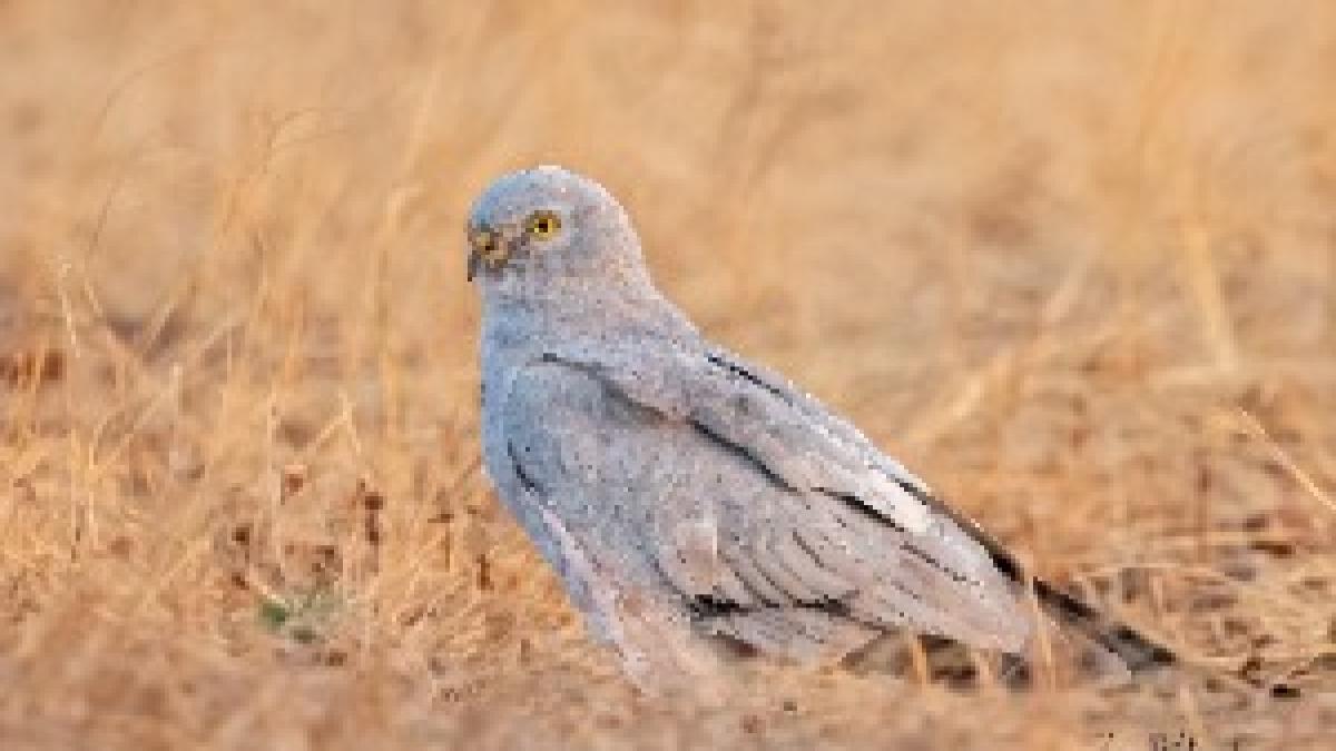 A Pallid Harrier Male Roosting (51041721888) A Pallid Harrier Male Roosting (51041721888)