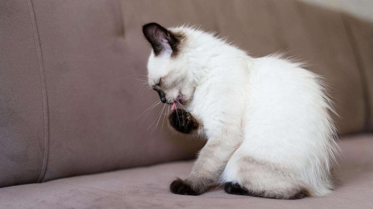 Кошка вылизывается