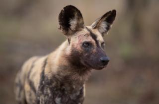 Воровство помогает животным экономить энергию и снижать риск травм — зоологи