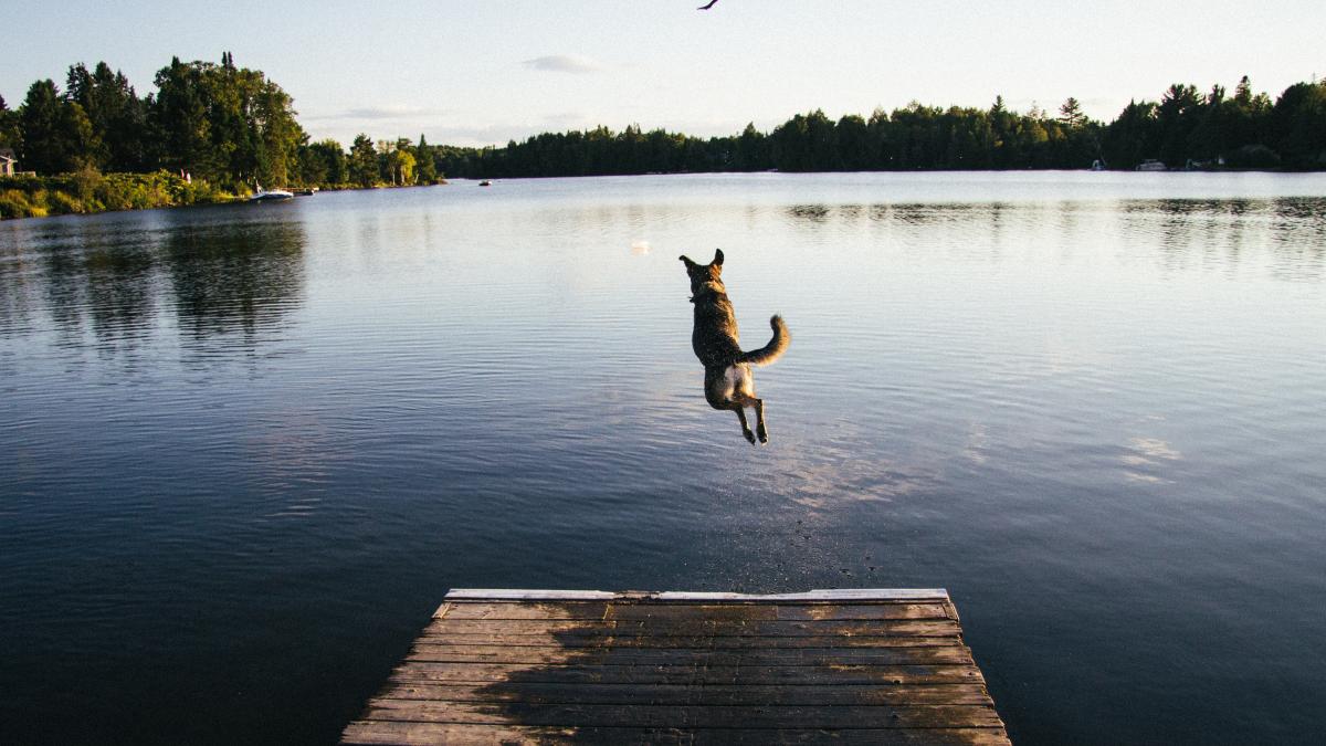 Dock Diving - прыжки собак с пирса Dock Diving - прыжки собак с пирса