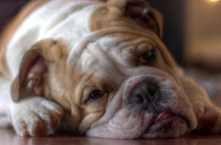 Маленькая квартира не приговор — породы, которые чувствуют себя как во дворце