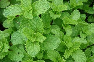 Мечтала о мяте в саду — и вот что получилось, следуя этим простым советам