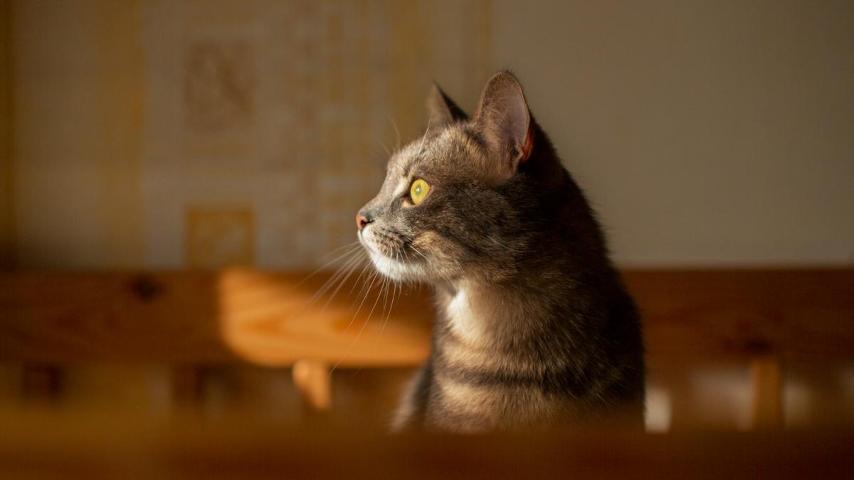 Кошка в комнате