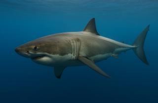 Окаменелости древних акул с отпечатками кожи сохранились в пещерах благодаря стабильной температуре