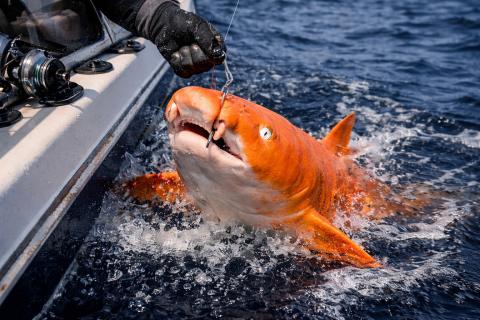 У берегов Коста-Рики поймали акулу с золотистой окраской — New-Science.ru