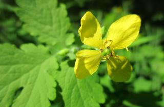 Потратила всего 50 рублей на золу — и сад стал таким красивым, будто только что обновился