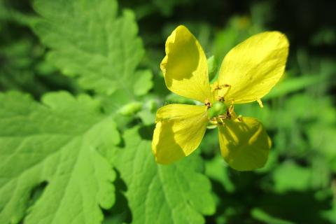 Потратила всего 50 рублей на золу — и сад стал таким красивым, будто только что обновился