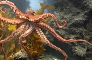 Осьминоги показали признаки коллективного поведения — профессор Тим Коулсон