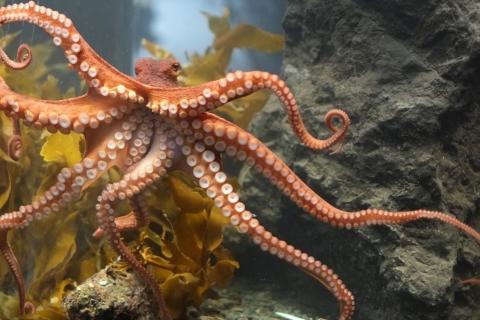 Осьминоги показали признаки коллективного поведения — профессор Тим Коулсон