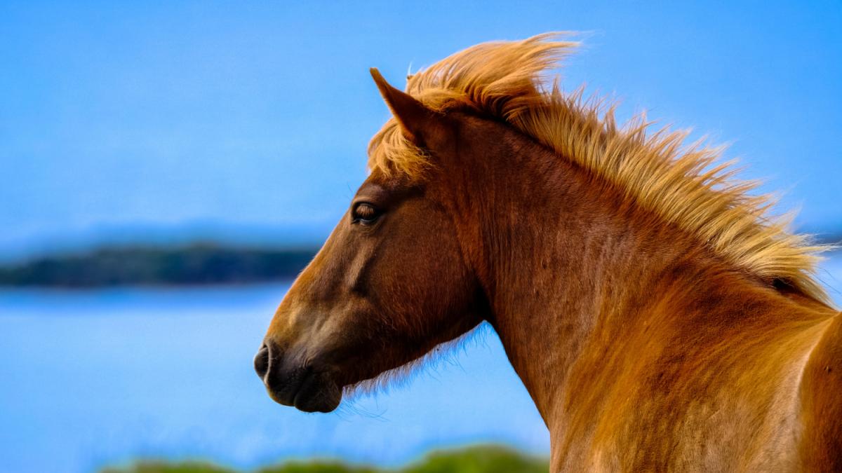 Лошадь Лошадь