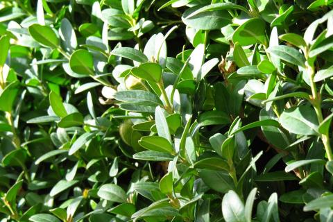 Промёрзшая почва зимой блокирует самшиту поступление воды — House Digest