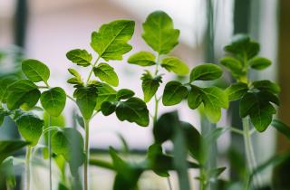 Крепкие сеянцы погибают после высадки — ошибка происходит ещё на подоконнике