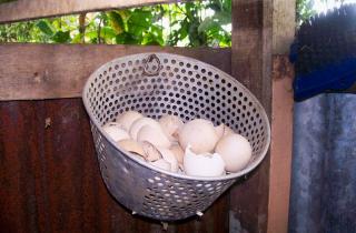 Скорлупа яиц служит источником кальция для растений и укрепляет почву — садоводы