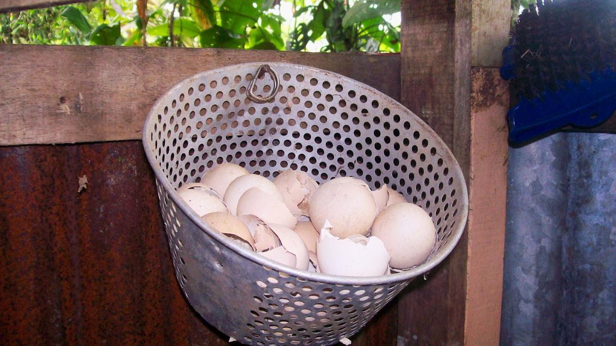 Яичная скорлупа