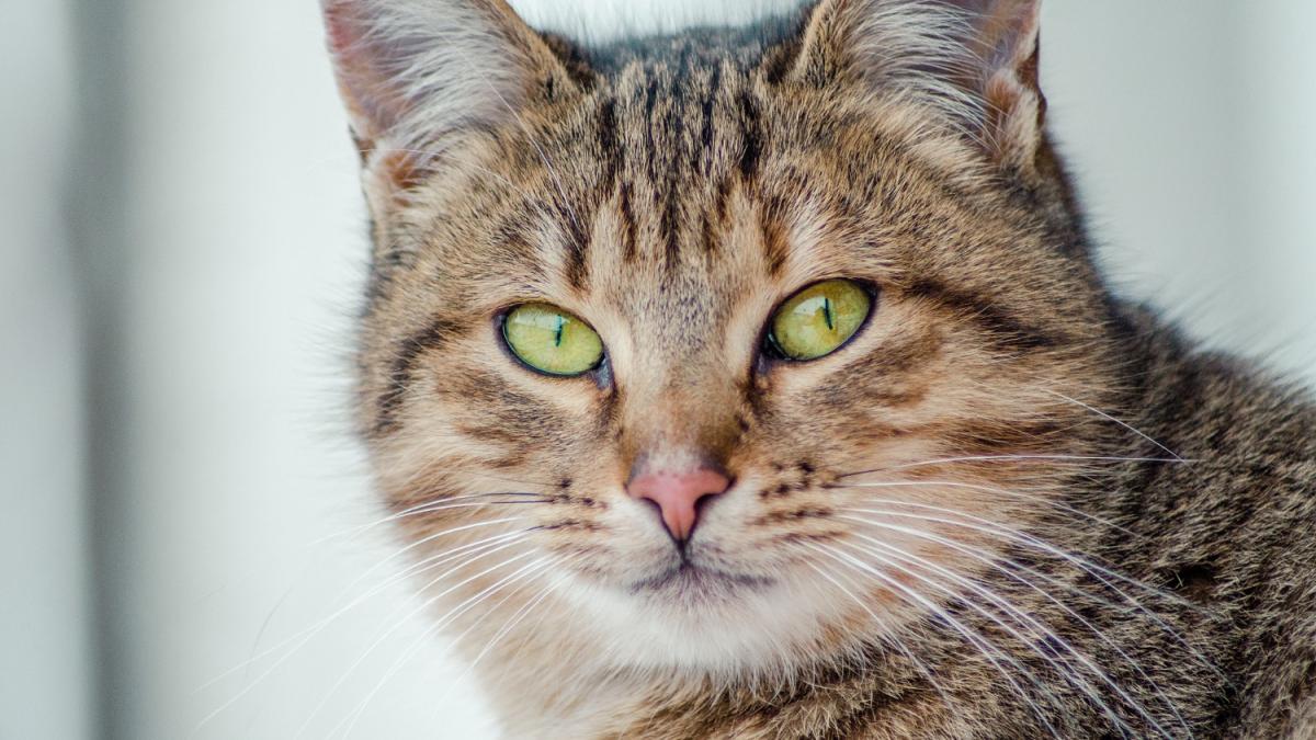 Кот Кот