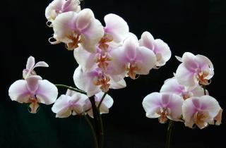 Орхидея лучше цветёт при натуральной подкормке из риса и шелухи лука — советы специалистов