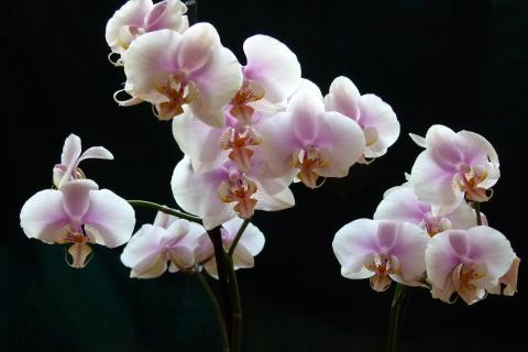 Орхидея лучше цветёт при натуральной подкормке из риса и шелухи лука — советы специалистов Орхидея лучше цветёт при натуральной подкормке из риса и шелухи лука — советы специалистов