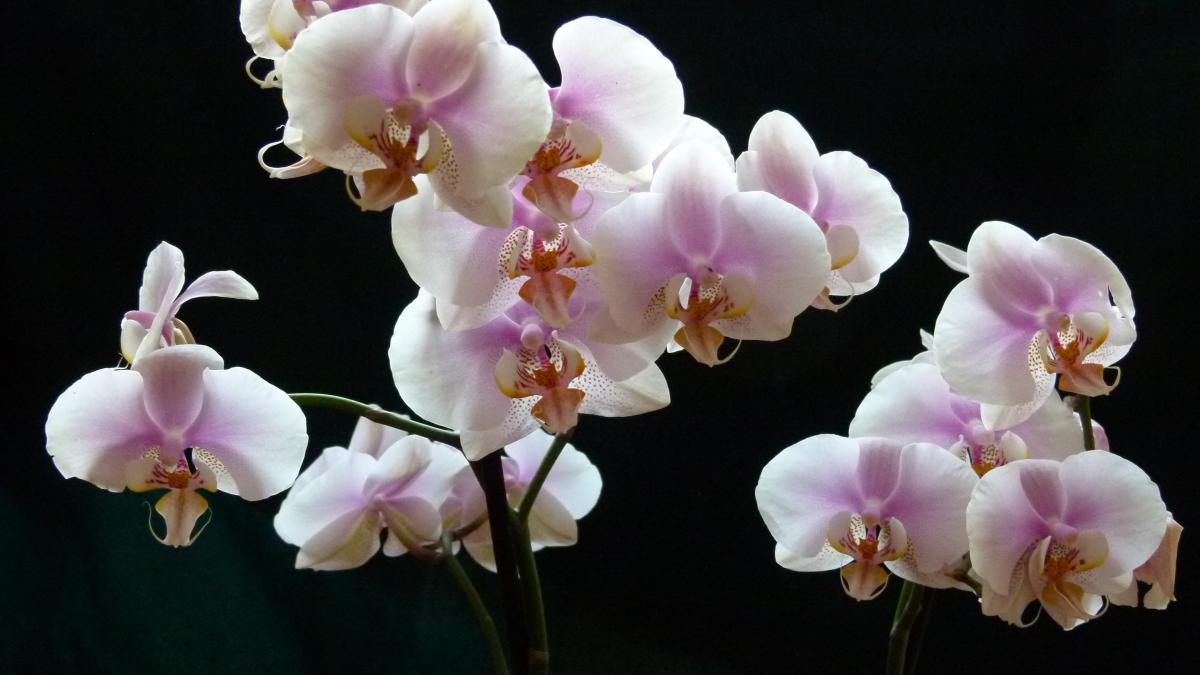 Орхидея Орхидея