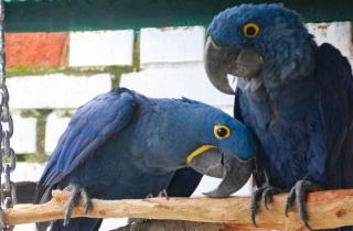 Попугаи способны осознанно использовать слова — исследование Айрин Пеппенберг