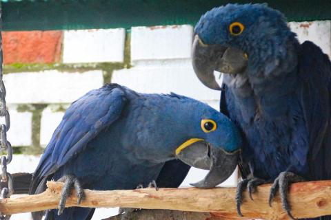 Попугаи способны осознанно использовать слова — исследование Айрин Пеппенберг