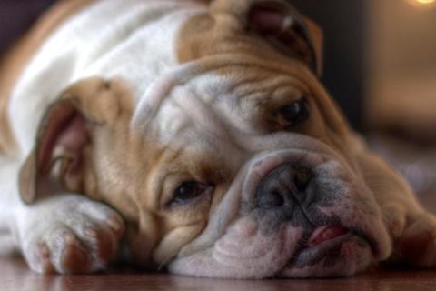 Собака ходит за вами даже в туалет — причина не в “прилипчивости”, а в одном инстинкте