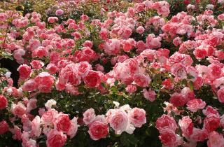 Инвестиция в будущее или мобильный уют: выбор места для розы определяет её жизнь на десятилетия