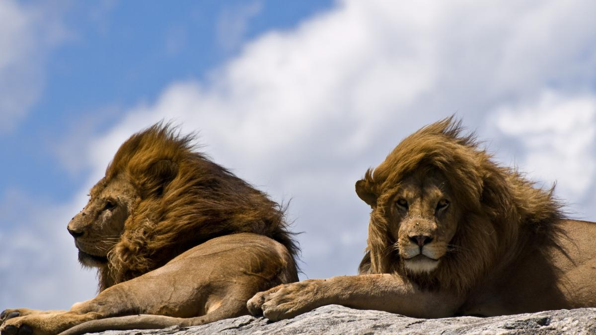 Lions on rock-2