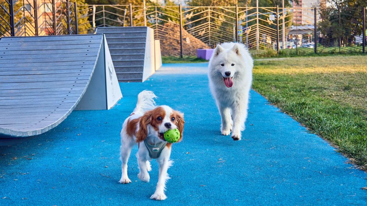 выгул собак