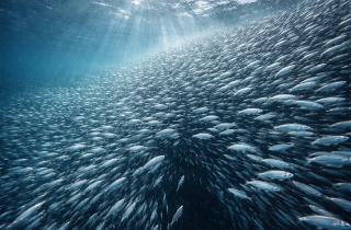 Челюстные рыбы доминируют благодаря древнему оледенению — Science Advances