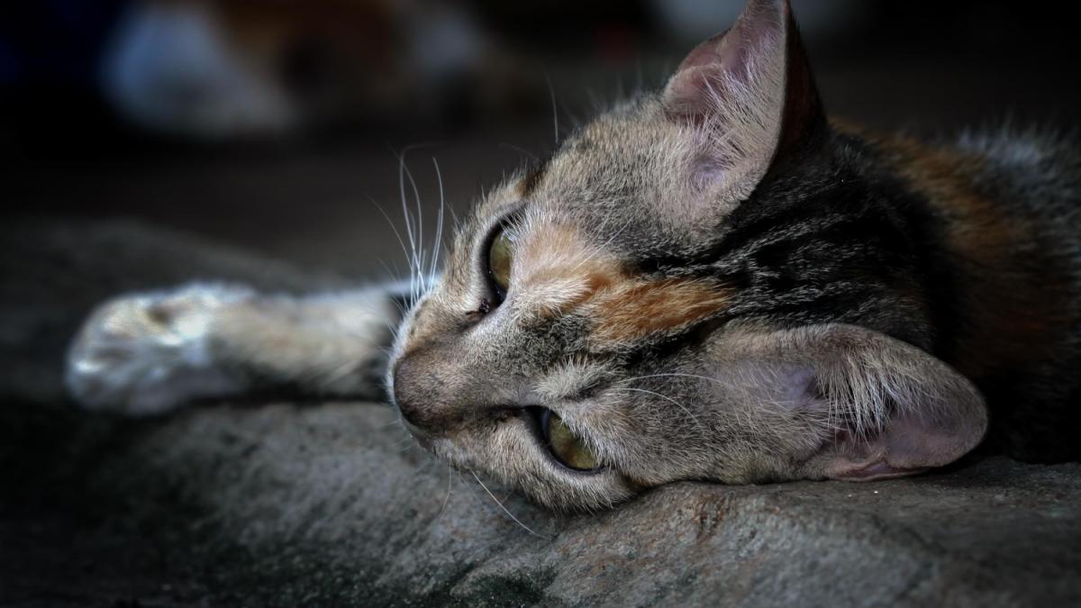 Уставшая кошка Уставшая кошка