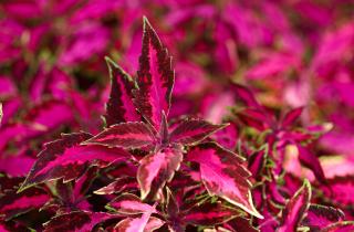 Колеус, осока и декоративная капуста входят в список лучших лиственных растений для осенних контейнеров