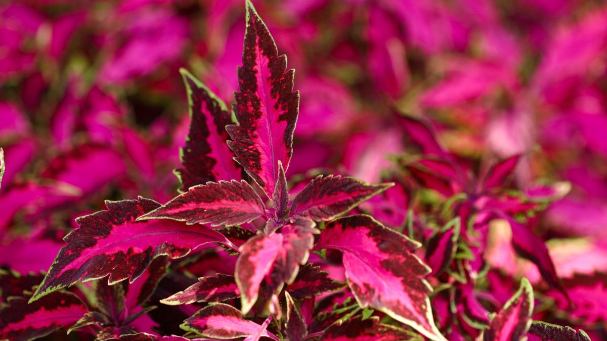 Колеус Колеус