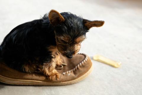 Прогулки и игры без пауз делают щенка нервным — ошибка кажется заботой