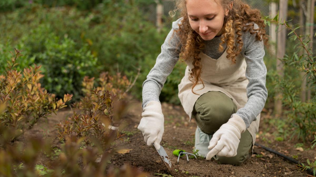 Садовод перекапывает грядку штыковой лопатой