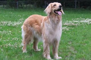 Ветеринар: психогенный дерматит у собак связан со стрессом