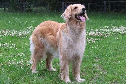 Ветеринар: психогенный дерматит у собак связан со стрессом