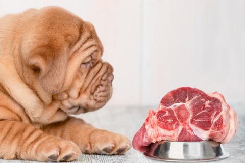 Кормление сырым мясой повышает риск устойчивой E. coli у собак — ветеринар