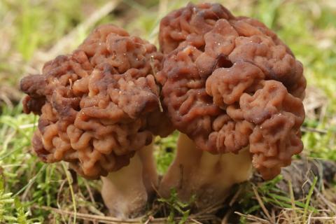 Ложный сморчок, мухомор и паутинник входят в число самых опасных ядовитых грибов Европы