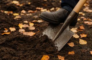 Осенний посев повышает урожайность однолетних культур