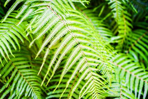 Мучнистые червецы прячутся в пазухах листьев и густой кроне — House Digest