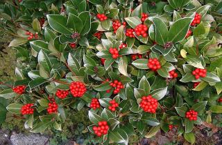 Скиммия не образует ягоды без женского растения