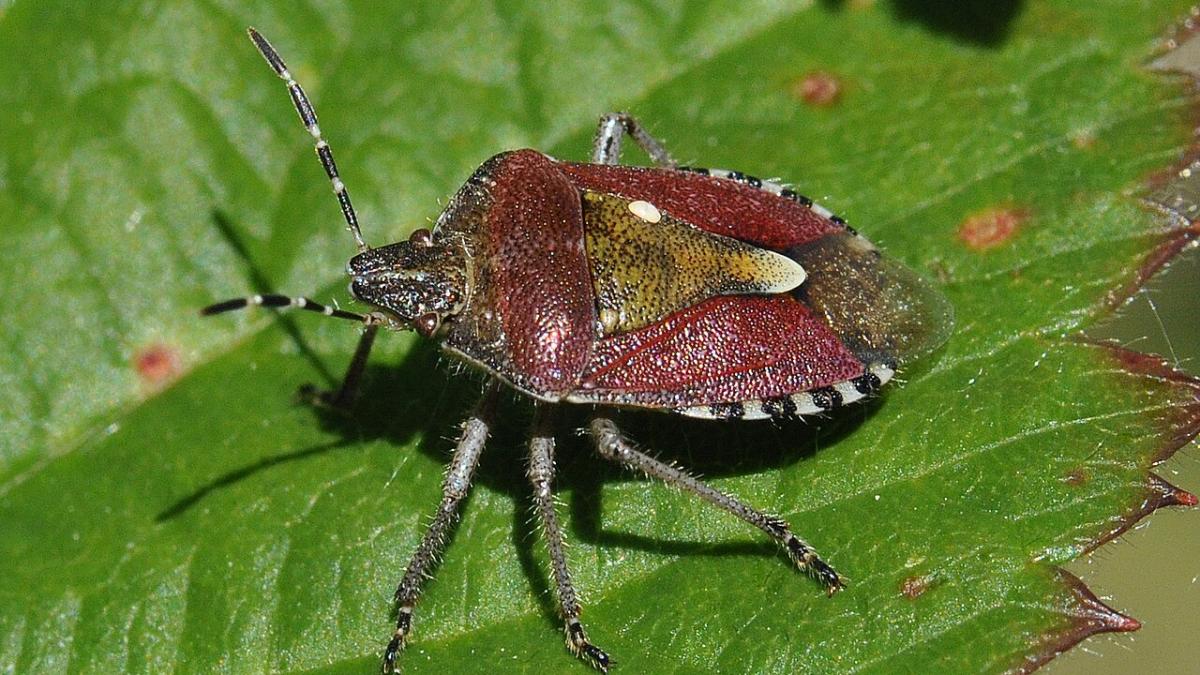 Клоп-вонючка