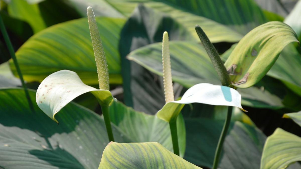 Спатифиллум