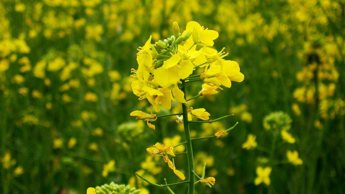 Сидерат горчица